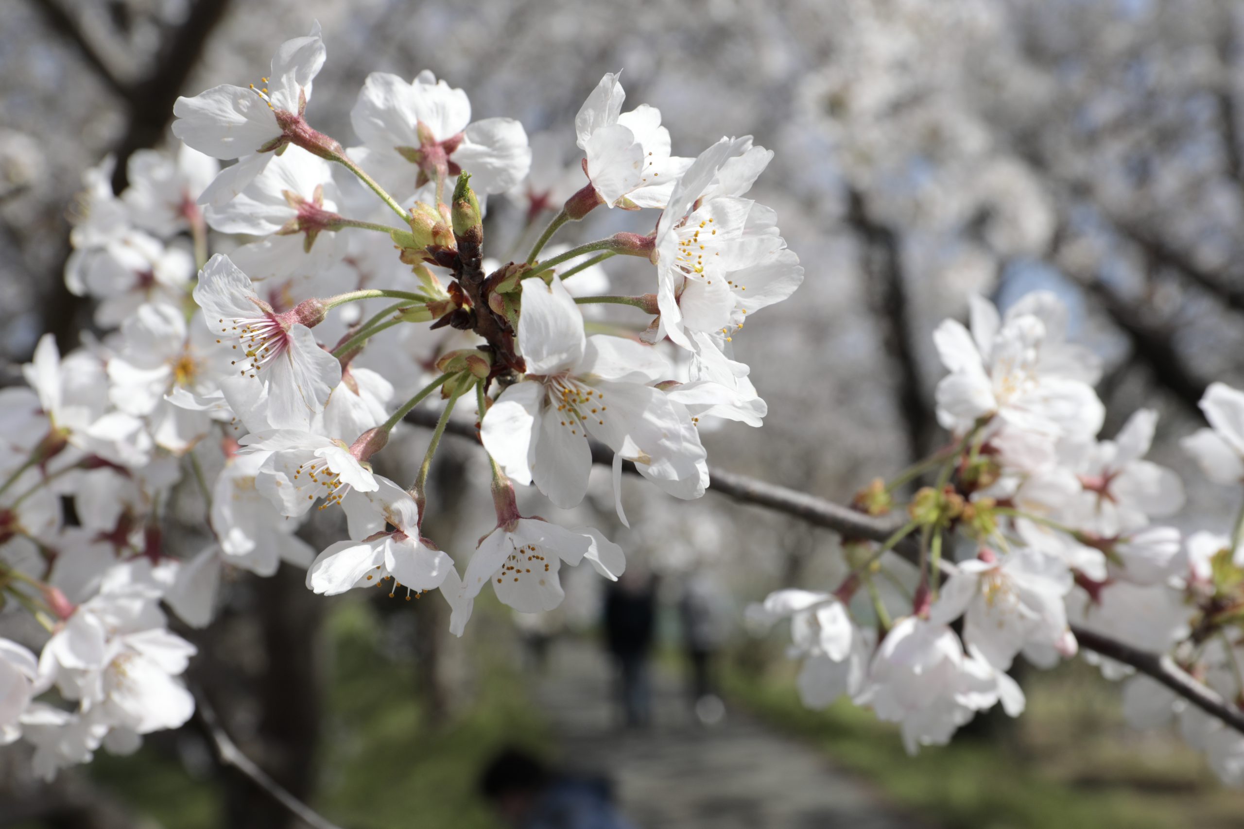 流川の桜並木